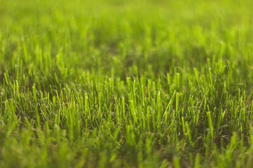 Abstract grass
