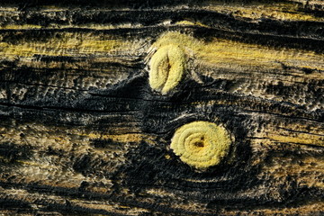 drewno © fotodrobik