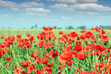 Fototapeta na wymiar red poppy flowers meadow landscape