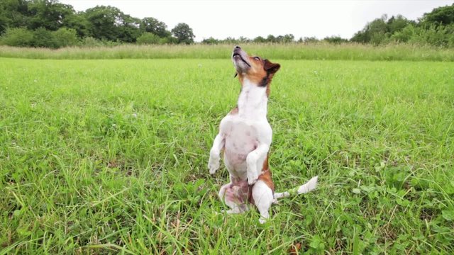 Hund macht M&auml;nnchen