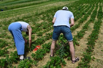 Bauern bei Erdbeerernte