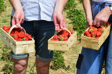 Bauern mit Erdbeerernte