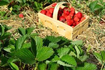 Erdbeerfeld mit Ernte