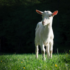 Naklejka na ściany i meble Goat on green grass