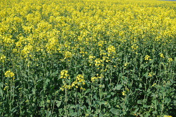 Rapeseed