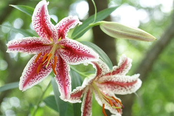 ベニスジヤマユリ