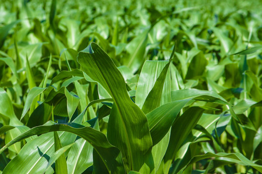 Green agriculture fields from Europe - Powered by Adobe