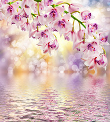 Panele Szklane Podświetlane  Orchidea