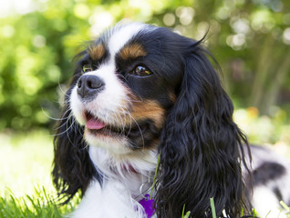 cavalier spaniel