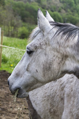 Fototapeta premium horse in the farm