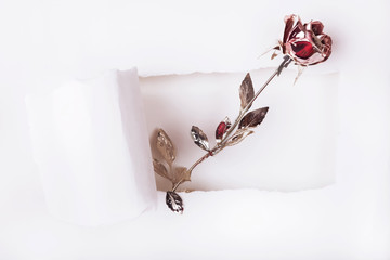Artificial rose and torn paper