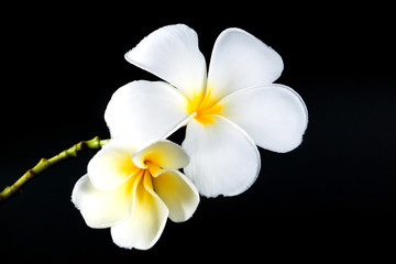 white and yellow Plumeria spp. (frangipani flowers, Frangipani,