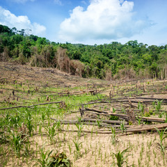 Fototapeta na wymiar Deforestation in El Nido, Palawan - Philippines