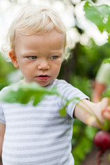 Junge erntet im Garten