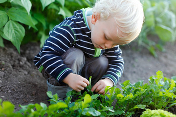 Junge erntet im Garten