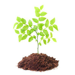 Tree growing in a soil isolated on a white background.