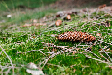 Waldboden mit Tannenzapfen