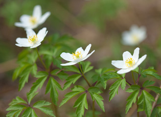 Anemone nemorosa