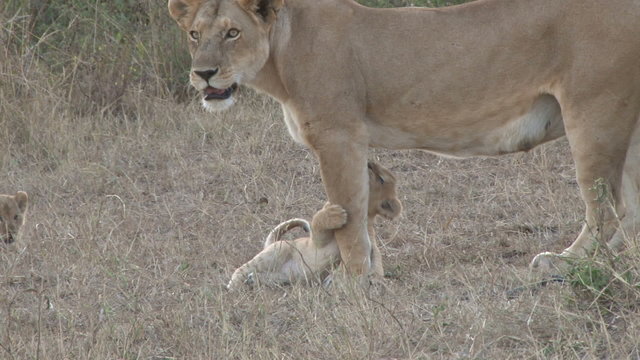 A lioness playing with her very young cubs