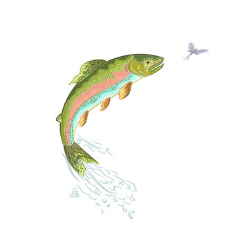 American trout jumps vector ilustracion