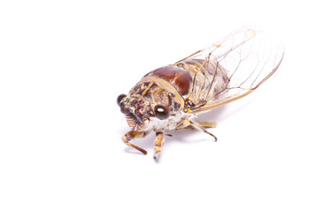 the cicada on paper background