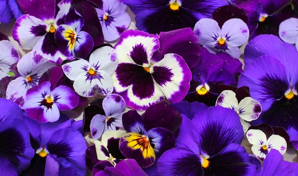 Pens&eacute;es violettes