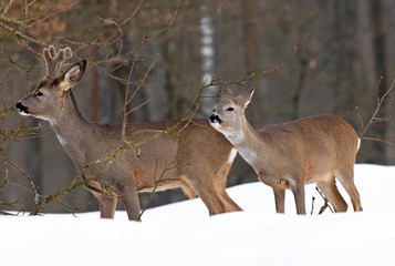 Roe deer in winter