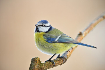 Blue tit