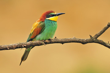 Bee eater