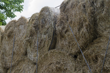 bales of hay in the field
