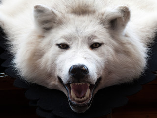 Close-up of a Wolf rug