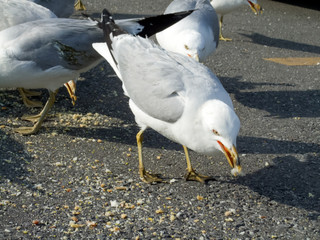Flock of seagulls feeding