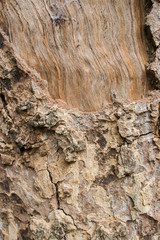 Bark of tree texture.