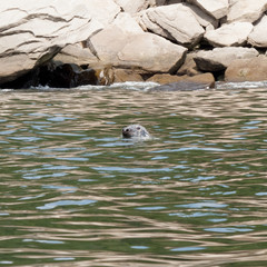 Fototapeta premium Sea lion in an aquarium