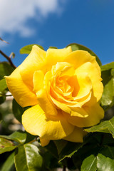 Yellow rose