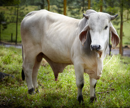 Close-up of an Ox, Costa Rica
