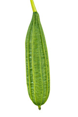 Green Angled Loofah