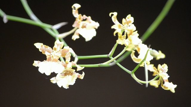 yellow dendrobium orchid
