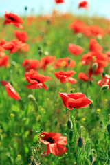 Fototapeta na wymiar Beautiful poppy flowers in the field