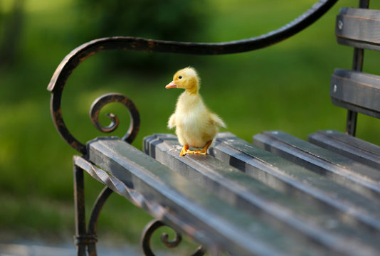 Little cute duckling on bench in the park