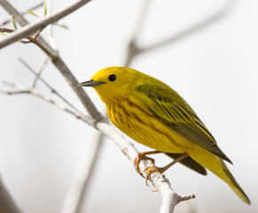 American Yellow Warbler
