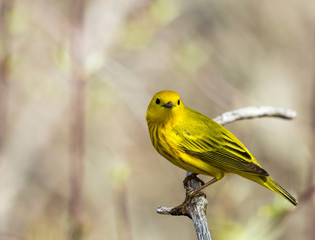 American Yellow Warbler