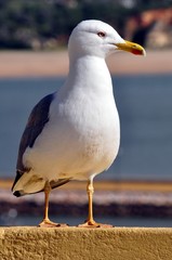 Möwe am Strand