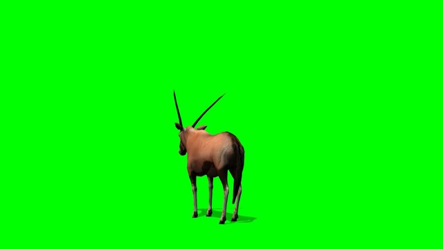 Gemsbok Antelopes stands and looks around - green screen