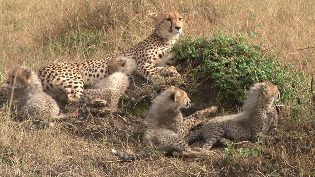 cheetah mother with cubs