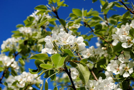 Eierpflaumenbaum mit Bl&uuml;ten