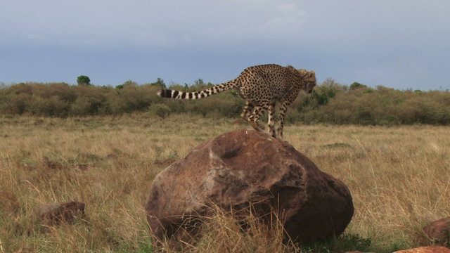 cheetah going to toilet on a large rock