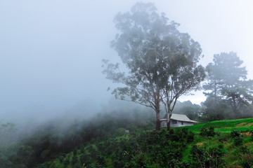 White house and current of mist on holiday in Thailand