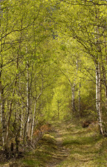 Fototapeta na wymiar Forest pathway