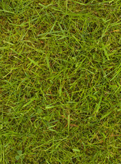 Lawn with grass and moss